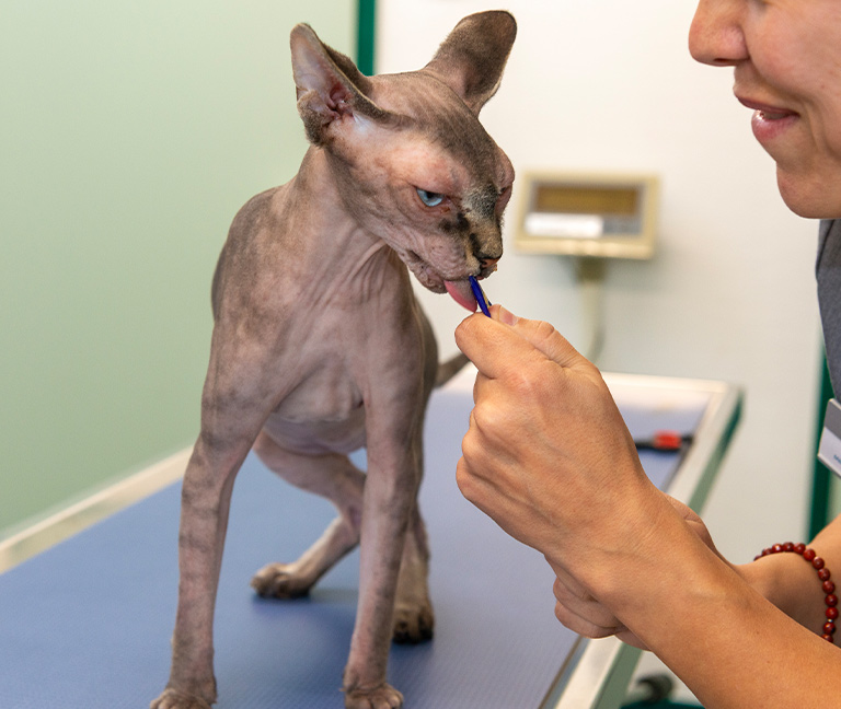 Consultations & hospitalisations