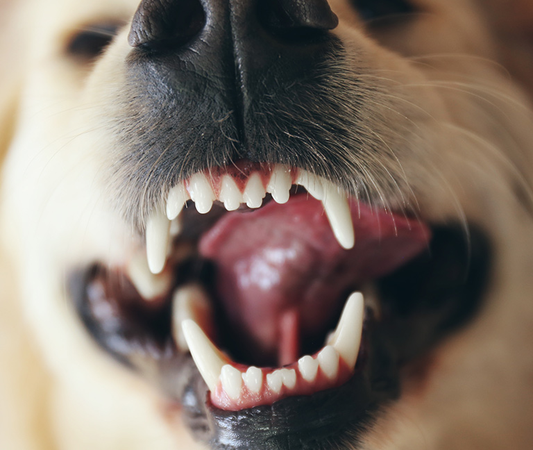 Dentisterie vetpully