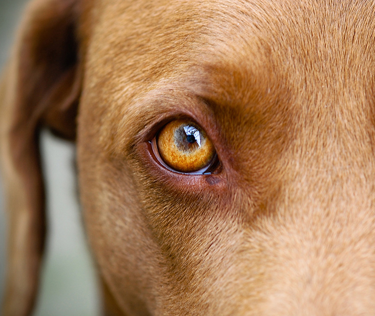 Ophtalmologie vetpully