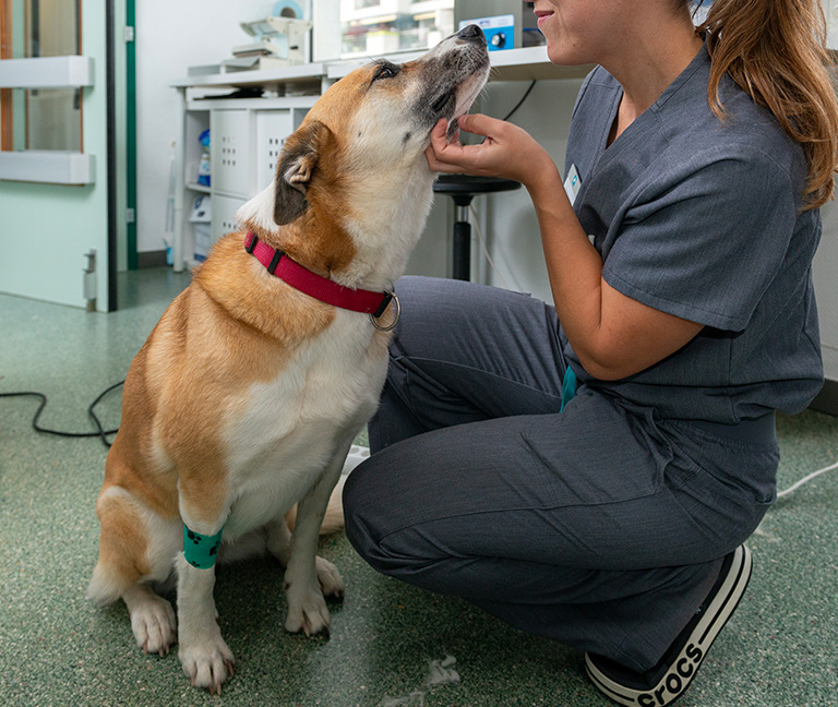 Pourquoi travailler chez VETPULLY ?